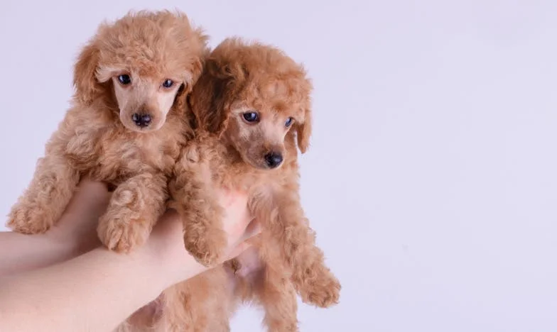 Chamei meu cachorro de inútil — e ensinei aos lobos a hora exata de nos caçar