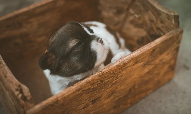 Ele Quebrou os Próprios Ossos por Ela — E Eu Me Recusei a Deixar Que Eles Quebrassem Ele