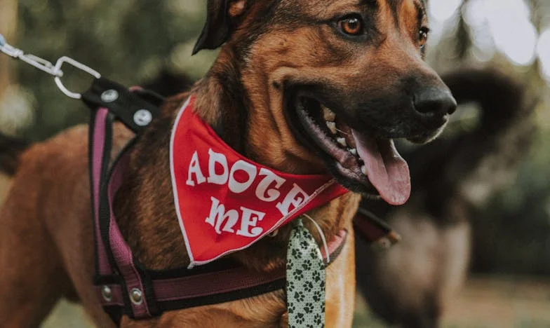 Minha Verdade Escondida: Aos 65 Anos Descubro Quem Realmente Sou