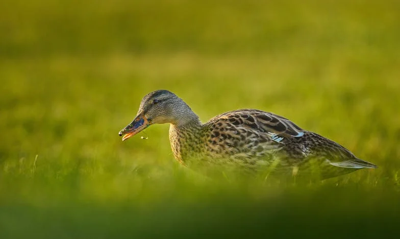 Dwa światy, jedno dziecko: Walka o moją Zosię