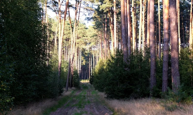 Nie będzie rozwodu: Historia, która rozdarła moją rodzinę