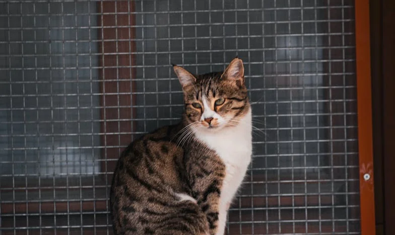 „Czy można wybaczyć zdradę?” – Historia Marii z podkarpackiej wsi, która musiała wybrać między dumą a rodziną