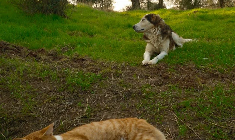 Kiedy dom przestaje być domem: Moja walka o rodzinę i sprawiedliwość