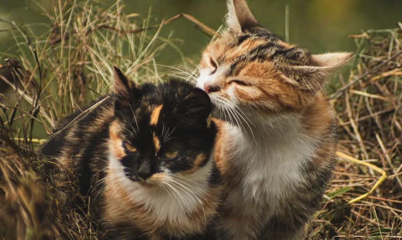 List, który roztrzaskał moje życie: Kiedy własna matka żąda alimentów od córki