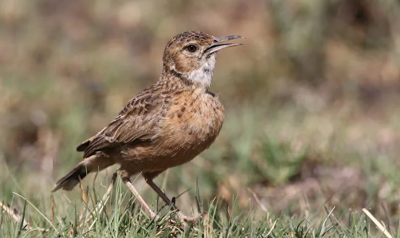 Między ciszą a zaufaniem: Moja walka o miejsce w nowej rodzinie
