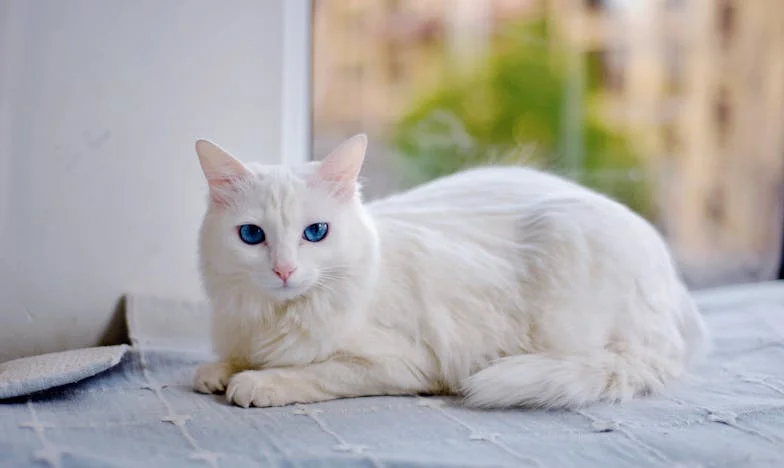 Ostatni świt dla Zosi: historia matki, która musiała pożegnać swoje dziecko, by uratować inne życie