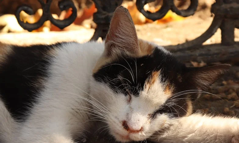 Ucieczka z sali weselnej: Jak wybrałam siebie w najważniejszym dniu życia