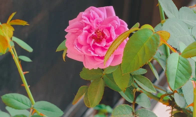 Wszystko się zdarza – historia Jadwigi z Poznania