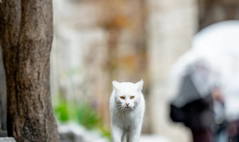 Babcia, dom i wnuk: Czy rodzina to jeszcze miłość, czy już tylko kalkulacja?