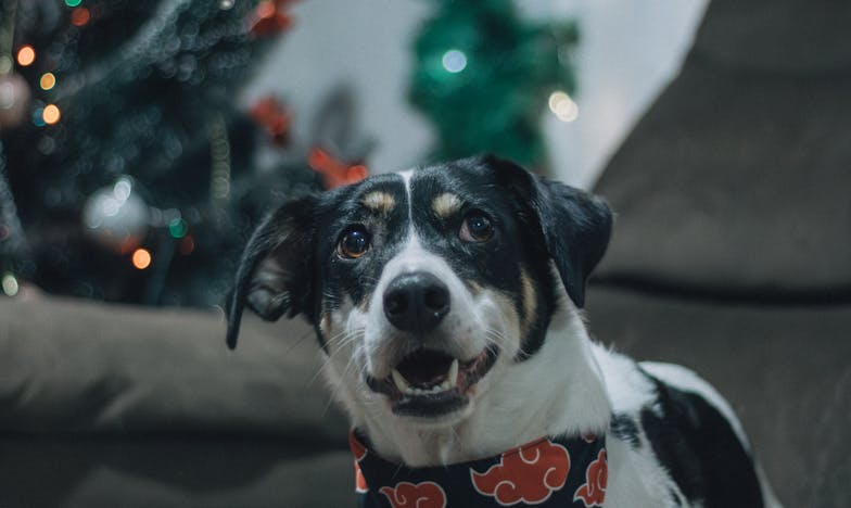 Cień zapomnienia: Czterdzieste urodziny Elżbiety Kowalskiej