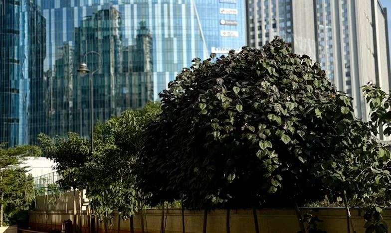 Dlaczego ona, a nie ja? Historia rodzinnego rozczarowania i niesprawiedliwości