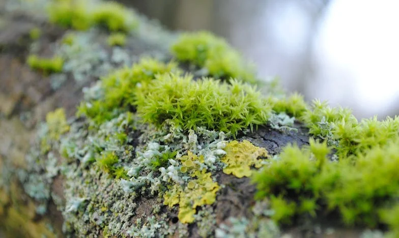 Gdy jesień przynosi wiosnę: Moje późne macierzyństwo i rodzinny kryzys
