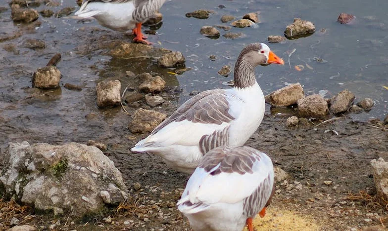 Gorzka propozycja teściowej: Kiedy zostałam sama z niemowlakiem i musiałam wybrać między godnością a przetrwaniem