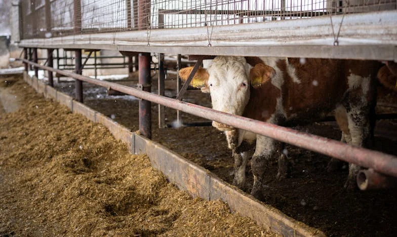 Jedna noc w komisariacie: Jak troska matki zmieniła moje życie