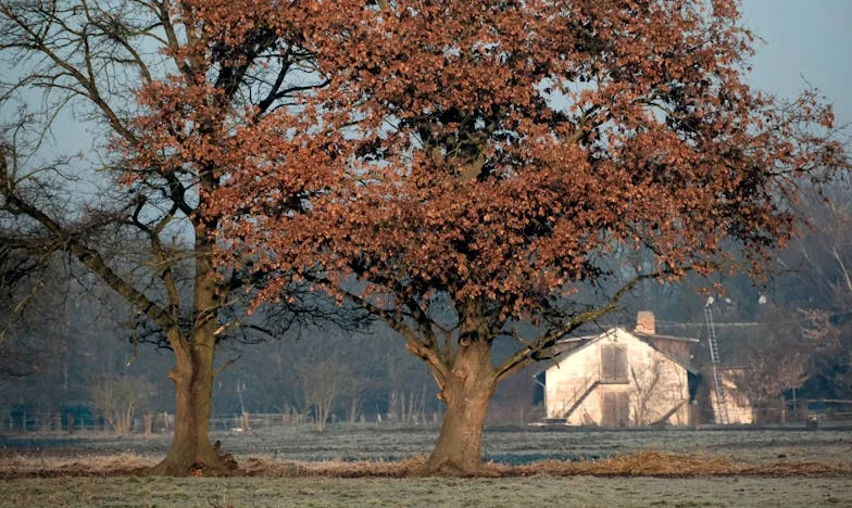 „Mamo, daliśmy ci pieniądze: dlaczego dzieci były głodne?” – Odkryłam, jak moja mama karmi wnuki, gdy zostaje z nimi sama na działce