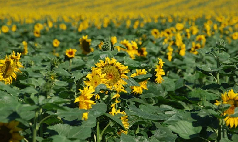 Matka, która pozwała własnego syna: Historia o granicach miłości i wytrzymałości