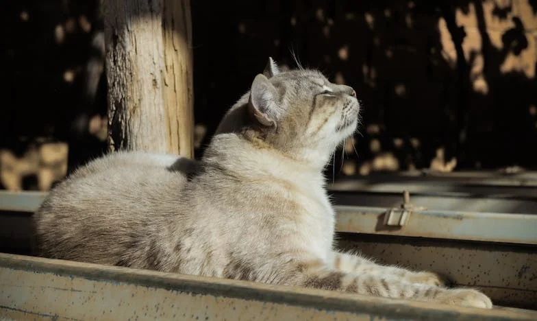 Między dwoma światami: Moja walka z zasadami teściowej i milczeniem męża