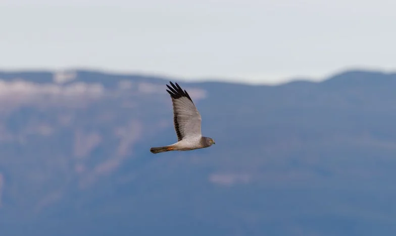 Myśleliśmy, że babcia pomoże z wnukami, ale zniszczyła nasz dom – historia Dagmary