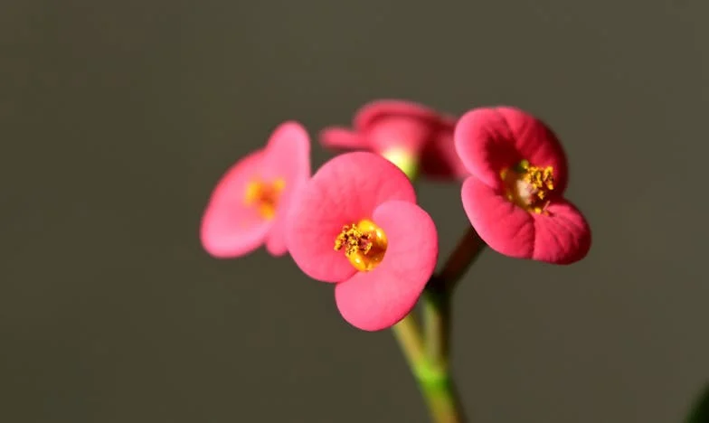 Obietnica, której nie mogłam dotrzymać: Historia matki i córki rozdartej przez tajemnicę