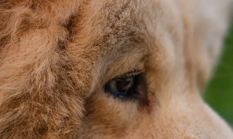 Okrutny wybór mojej teściowej: Jak faworyzowanie jednego syna zniszczyło naszą rodzinę