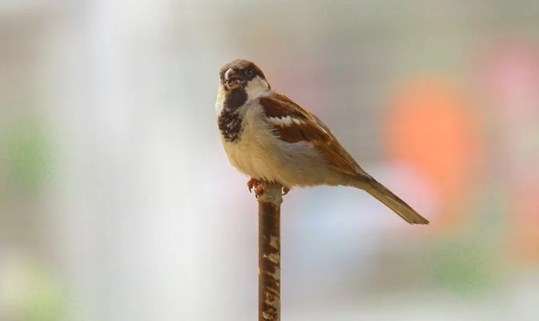 Przerażający obiad: jak teściowie zasiali w matce wątpliwości co do przyszłości syna