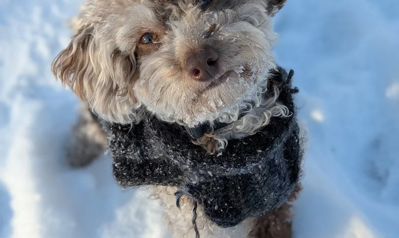 50 lat później założyłam suknię ślubną i spojrzałam w oczy mężowi. Jego reakcja zmieniła wszystko…