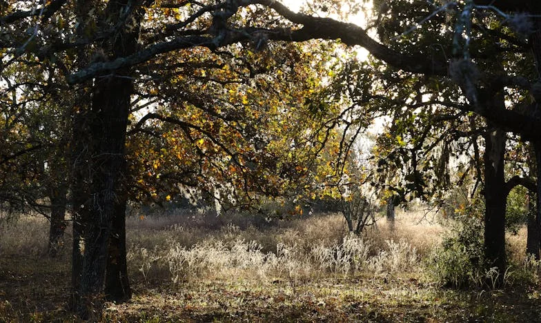 Cień nad Jeziorem – Historia o winie, przebaczeniu i rodzinnych sekretach