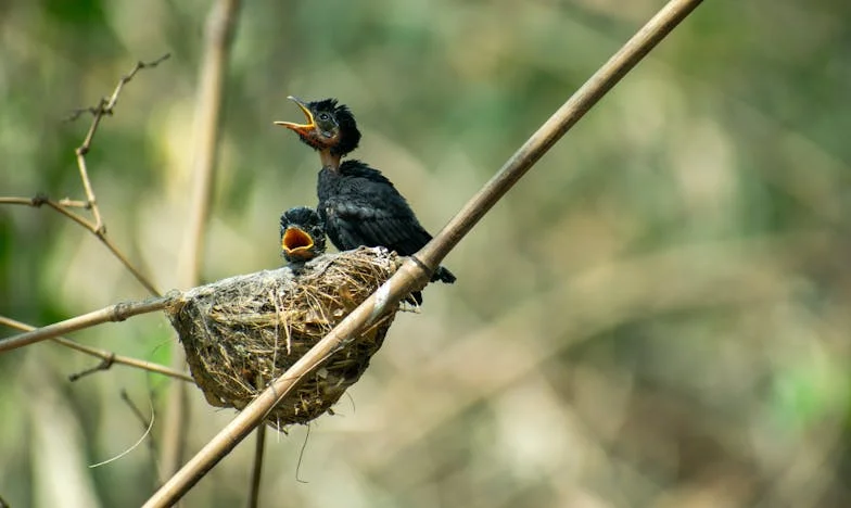 "Kto ma prawo nadać imię mojemu synowi?" – Opowieść o walce matki w polskiej rodzinie