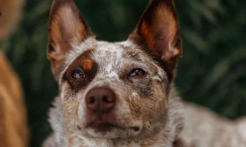 „Mamo, zapomniałaś o plamie!” – Moje życie jako teściowa w Polsce. Czy rodzina to naprawdę wszystko?