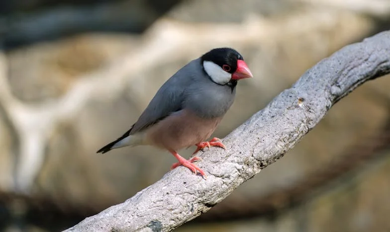 Między dwoma światami: Łzy na progu mojego ojczyma