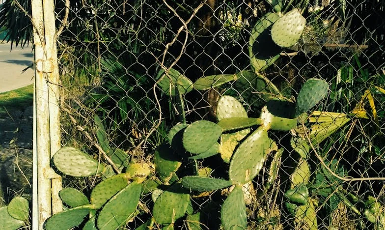 Między obowiązkiem a własnym szczęściem: Wyznanie starszej siostry, która zawsze musiała być silna