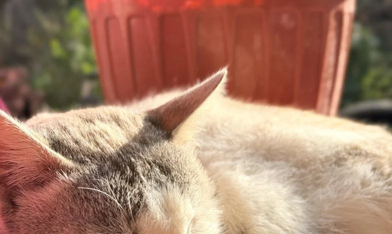 Pod jednym dachem z własnym lękiem: Jak przetrwałam życie z zięciem, którego się bałam