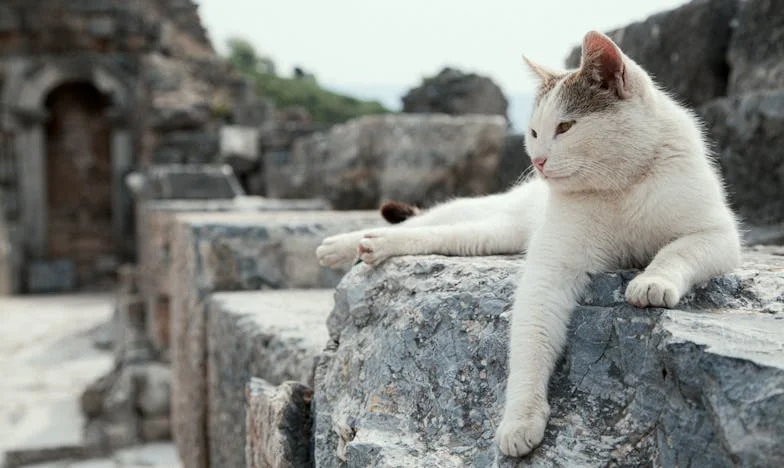 Wstyd przy Rodzinnym Stole: Serce Matki w Rozterce