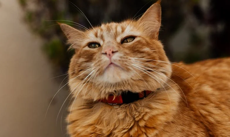 „Nie liczcie na nas, radźcie sobie sami!” – Historia rodzinnego rozłamu