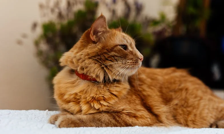 "O 7 rano przyniosłam do dzieci świeże jedzenie, ale mój syn mi nawet nie podziękował, tylko wyrzucił mnie za drzwi": Historia matki, która czuje się wypchnięta z życia własnego dziecka