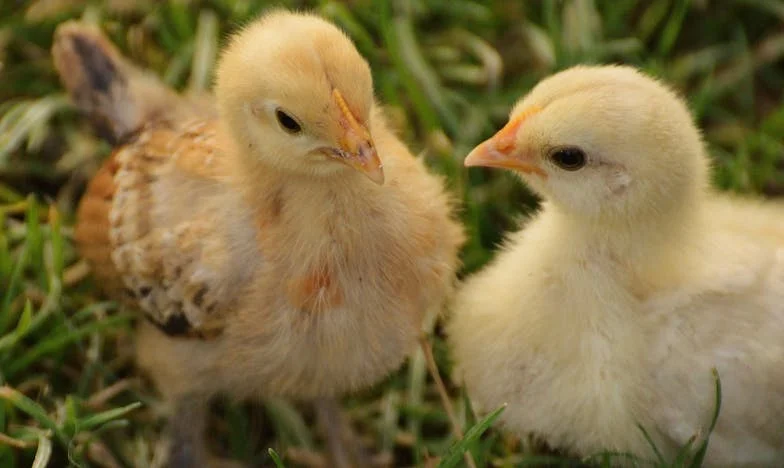 Jak próbowałam powstrzymać nieproszonych krewnych, którzy psuli każdą rodzinną uroczystość – historia pełna napięcia i rodzinnych tajemnic