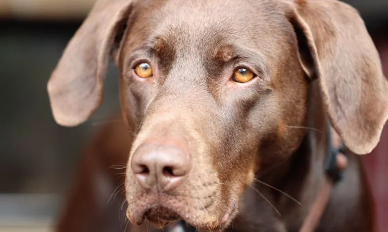 Między pokoleniami: Opowieść babci, która nie poznaje już własnego wnuka