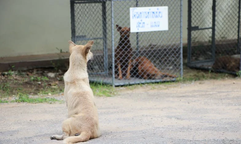 Raspolovljone serce: między miłością a dumą, kiedy mój syn wybrał inną rodzinę