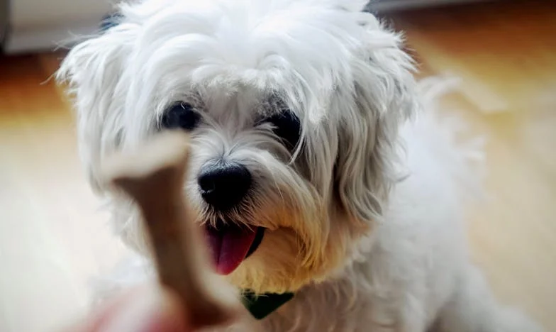 Samotność wśród regałów: Historia Zofii z Krakowa