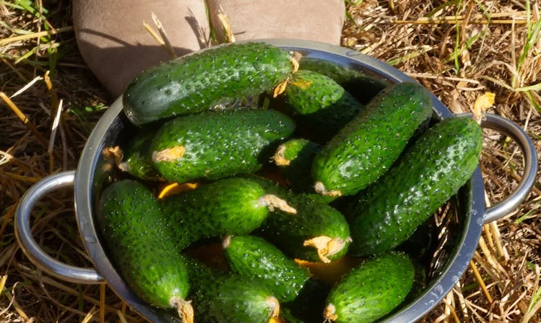 Babcia Krystyna – Królowa Bez Korony, Która Nie Zna Swojego Wnuka