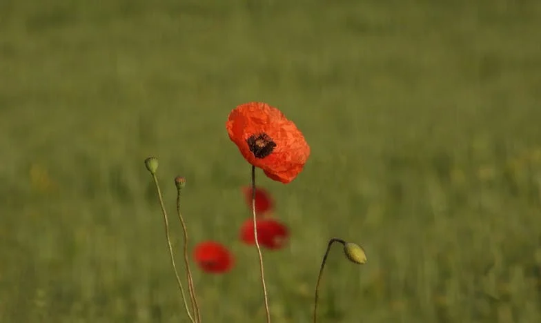„Danuta, przestań udawać” — 35 lat małżeństwa rozsypało mi się w dłoniach