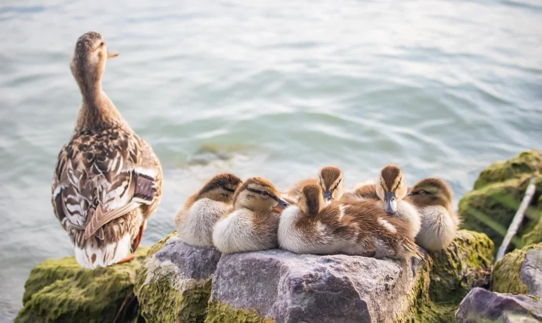 Kłamałam mojej córce: czekam tylko na nią i wnuczkę w domu – nie zniosę już zięcia