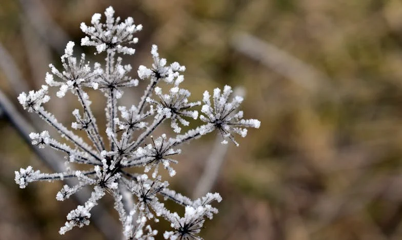 Miłość, teściowa i sztuczna inteligencja: gdy rodzina chce decydować za mnie