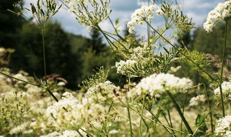 Poranny prezent od teściowej, który zmienił wszystko