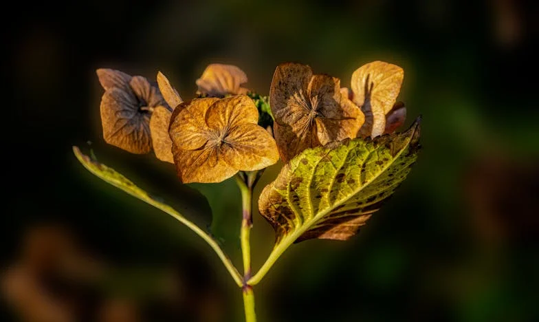 Corazón na dveřích: Jak jsem zjistila, že můj muž má v Barceloně jiný život
