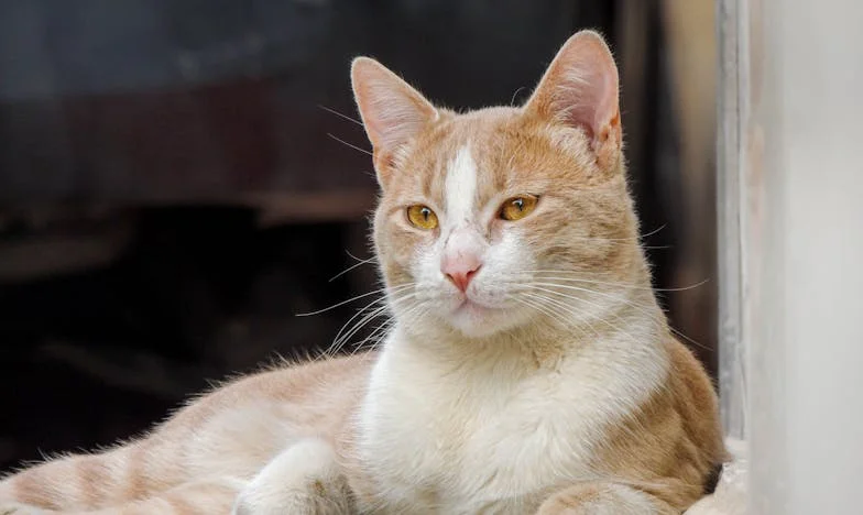 Den, kdy tchyně překročila hranici: Lekce šetření, která roztrhla naši rodinu