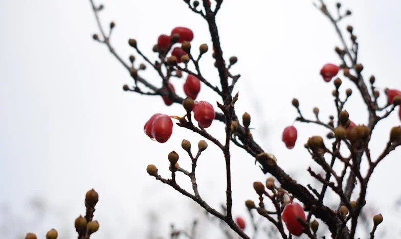 Dluhy mojí mámy, moje prokletí: Příběh o dědictví, které jsem si nevybrala