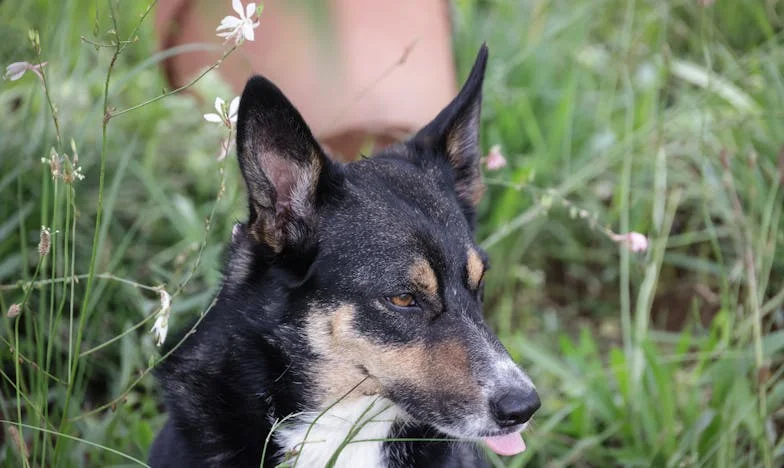 Dům, který měl být náš: Pravda o rodině, penězích a zradě