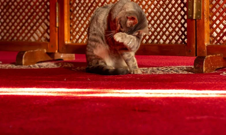 Když rodina praská ve švech: Příběh jedné tchyně