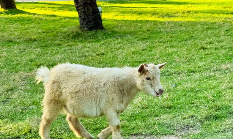 Když se babičky perou o vnučku: Příběh Elžběty, která musela chránit svou rodinu